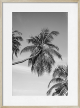 Load image into Gallery viewer, TROPICS