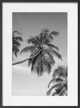 Load image into Gallery viewer, TROPICS