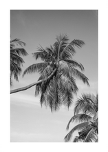 Load image into Gallery viewer, TROPICS