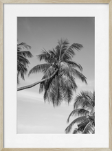 Load image into Gallery viewer, TROPICS
